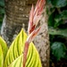 Canna Lily Bud by cocokinetic