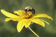 7th Sep 2023 - Pollen Collector