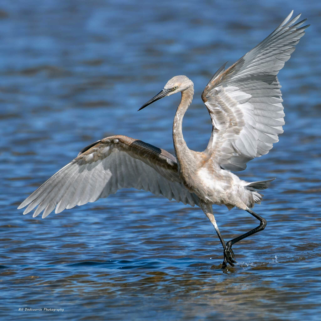 Egret Dance by photographycrazy