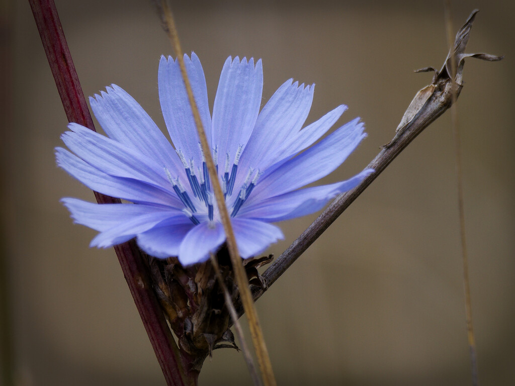 chicory closeup by rminer