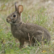 7th Sep 2023 - rabbit 