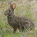 rabbit  by rminer