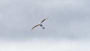 7th Sep 2023 - great egret