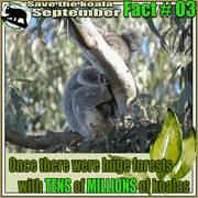 3rd Sep 2023 - koalas by the millions