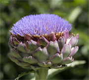 7th Sep 2023 - Artichoke Flower