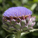Artichoke Flower by pcoulson