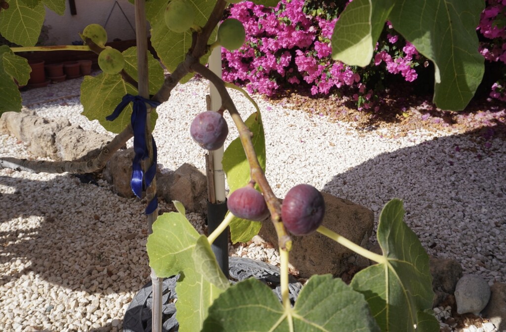 My happy fig tree  by beverley365