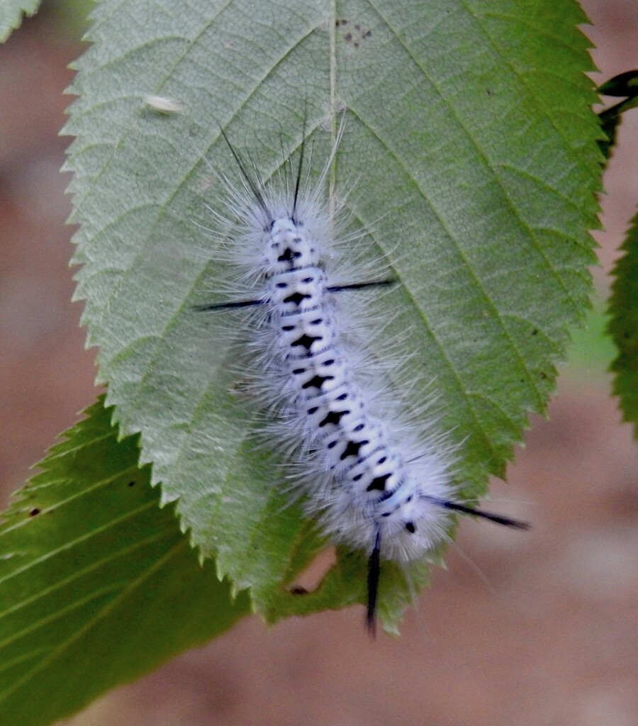 A Moth Caterpillar by sunnygreenwood