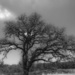 Oak Tree by dkellogg