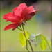 7 - That Rose Again! by marshwader