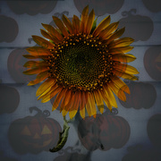 7th Sep 2023 - Sunflower and pumpkins