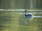 6th Sep 2023 - Pelican Floating in the Sunlight
