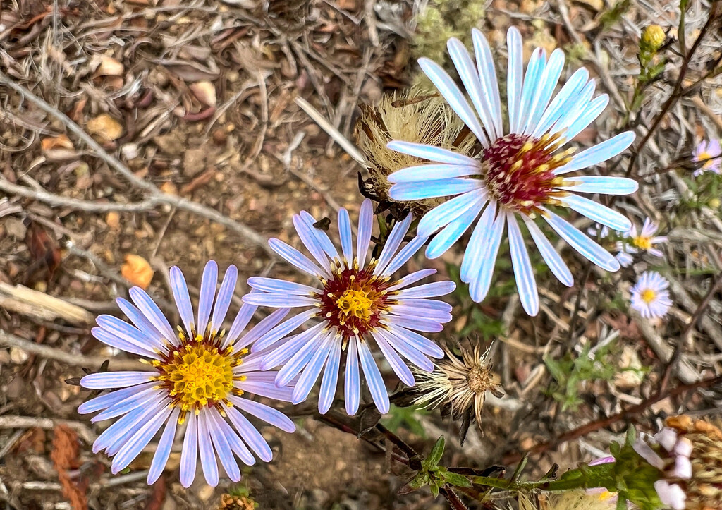 Flowers in the Open Space by shutterbug49