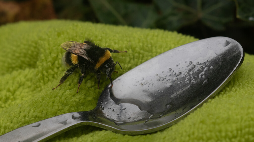 Another bee resuscitated….. by billdavidson