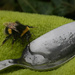 Another bee resuscitated….. by billdavidson