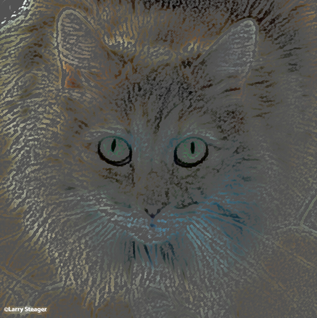 Cat artistic by larrysphotos
