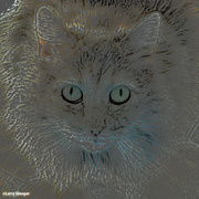 7th Sep 2023 - Cat artistic