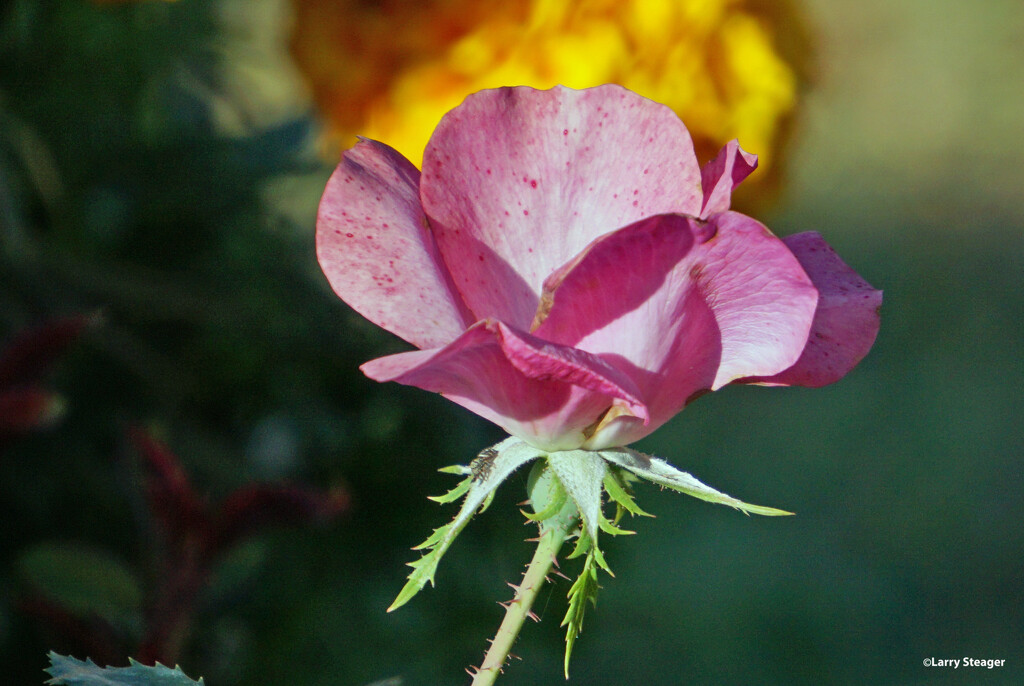 Open rose by larrysphotos