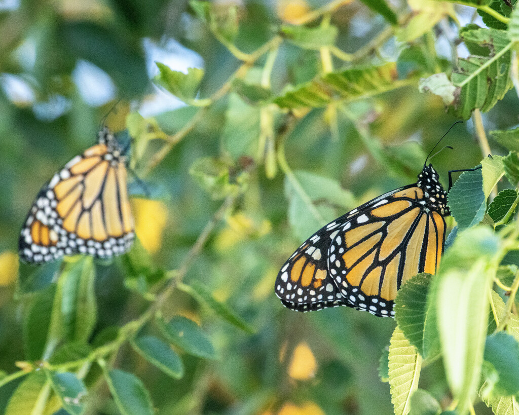 monarchs by aecasey