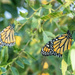 monarchs by aecasey