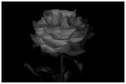 5th Sep 2023 - Rose