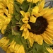 Sunflower bouquet from a dear friend by mltrotter