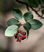 7th Sep 2023 - Ripe Manzanita Berries