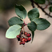 Ripe Manzanita Berries by ososki