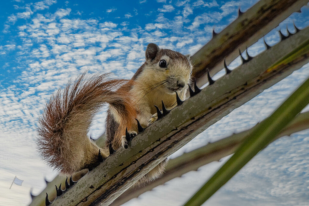 Beach Road Squirrel  by lumpiniman