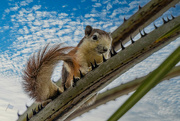 8th Sep 2023 - Beach Road Squirrel 