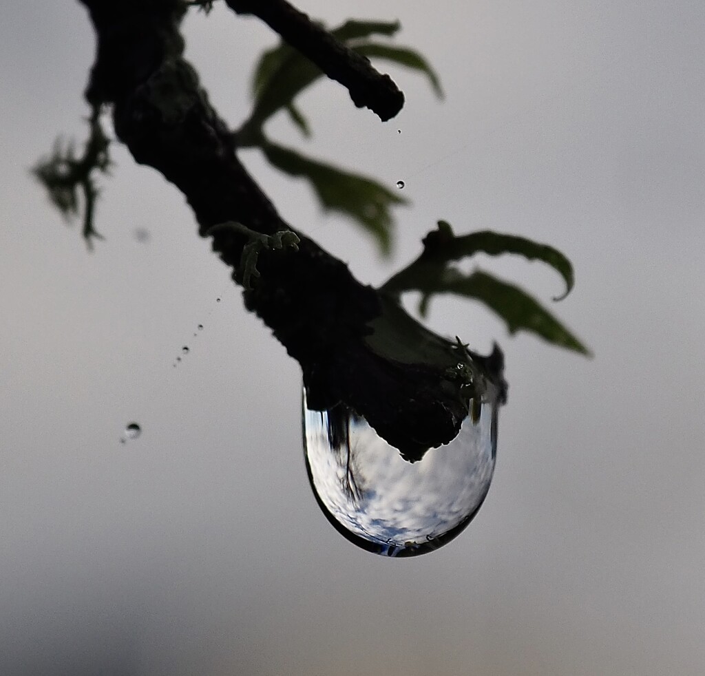 A dew drop and sky reflection by Dawn