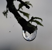 8th Sep 2023 - A dew drop and sky reflection