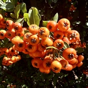 7th Sep 2023 - Orange Berries 