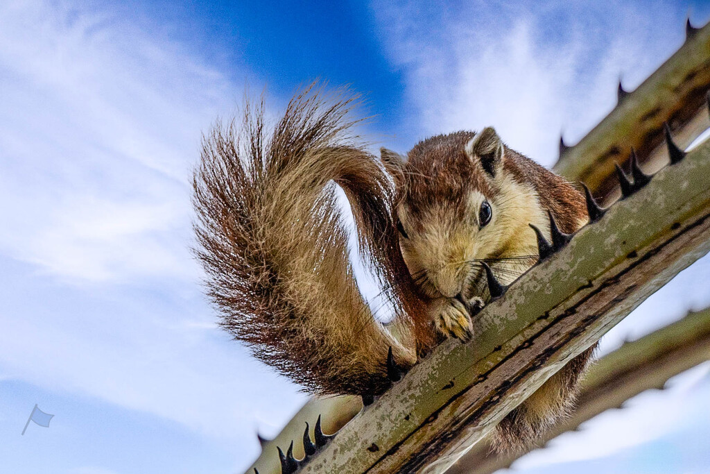 Beach Road Squirrel  by lumpiniman