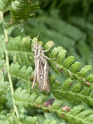 7th Sep 2023 - grasshopper