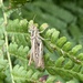 grasshopper by cam365pix