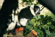8th Sep 2023 - Lemur Limelight