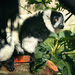 Lemur Limelight by helenw2