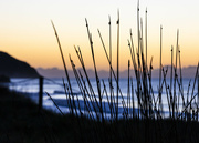 8th Sep 2023 - Wainui looking through the grass