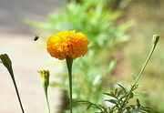 9th Sep 2023 - TAGETES IN THE GARDEN 