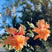 Hibiscus  by nannasgotitgoingon