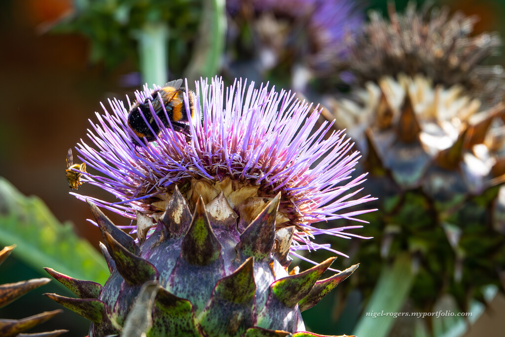 Thistle with visitor by nigelrogers