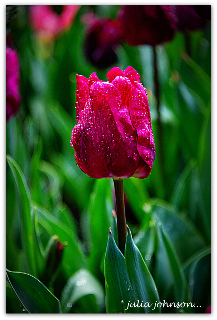 Raindrops on Tulips.. by julzmaioro