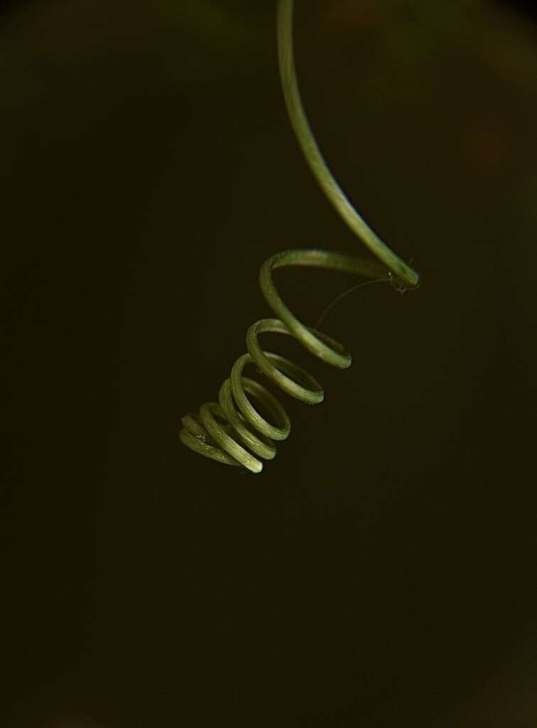 A teeny tint tendril by wakelys
