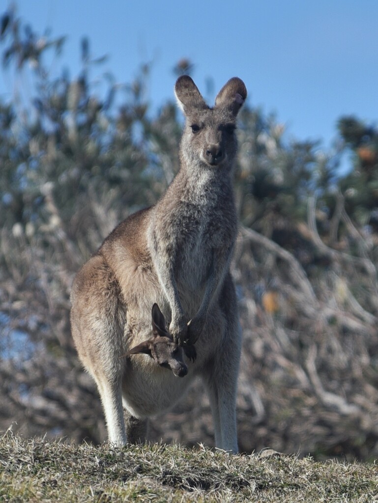 Kangaroo and joey. Emerald Beach near Coffs Harbour Mid North Coast NSW by johnfalconer