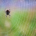 Spider by okvalle