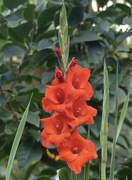 8th Sep 2023 - The First of the Gladioli