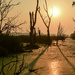 Green Heron - Baker Wetlands at Sunrise by kareenking