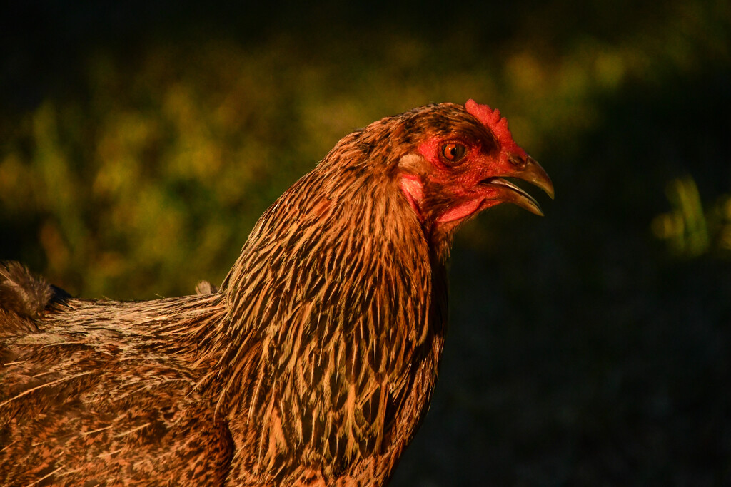 Golden Hour Chicken by kareenking