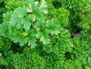 9th Sep 2023 - Curly Parsley.